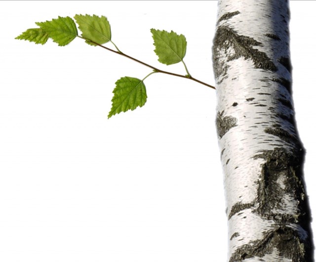 Birch Sap Benefits for Anti-Aging with Noomi