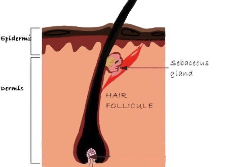 hair follicule drawing